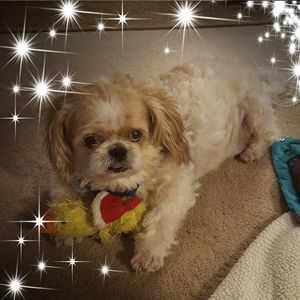 Meet your Posher, Lois